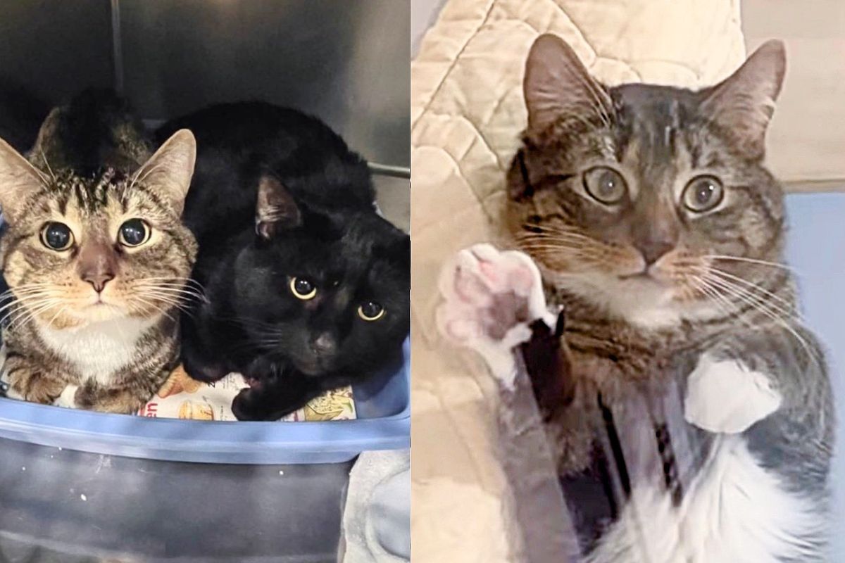 Family Applied for Kittens but Walked Out of the Shelter with Two Clingiest Cats Meant for Them