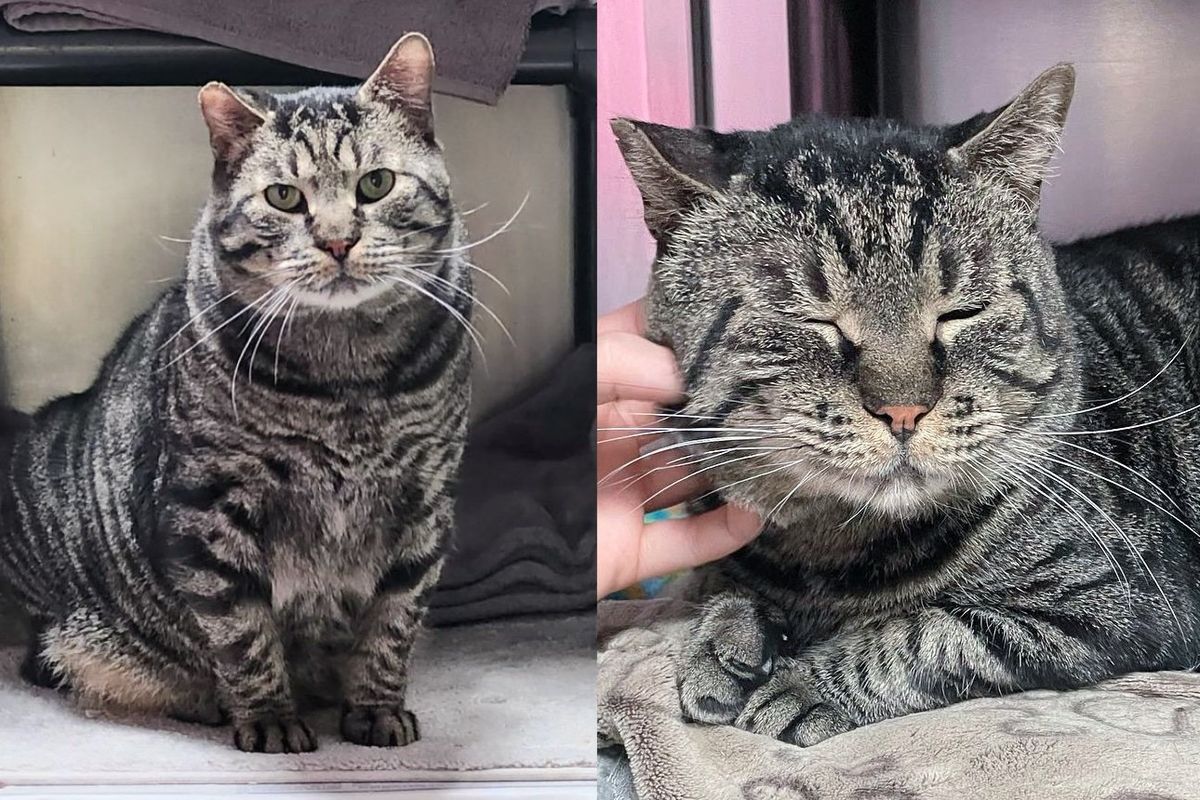 Cat Left Outside in Blazing Sun Didn't Know How to Trust, Turns Out He's Biggest Softie and a Kitten at Heart