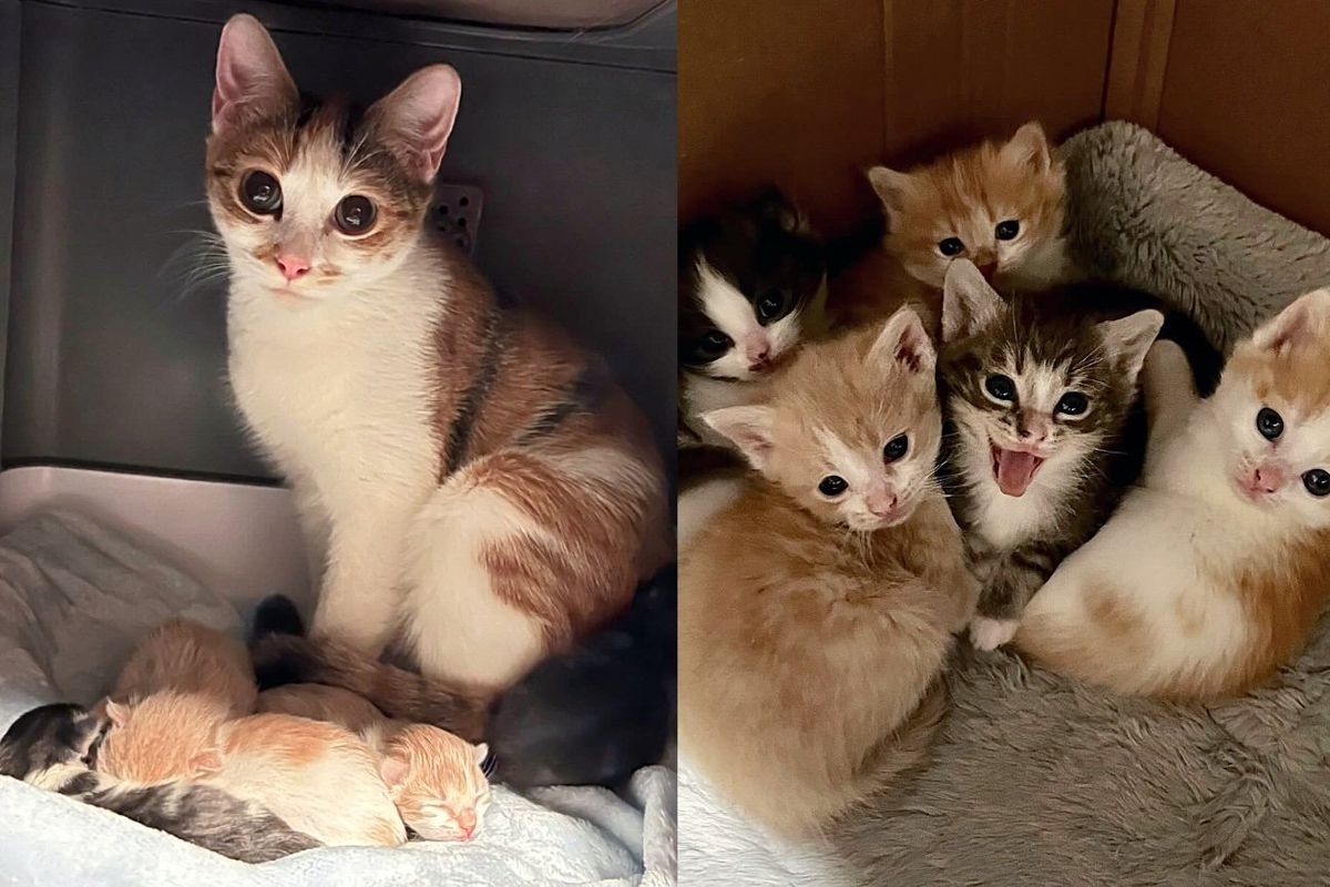 Kind People Went to Property to Help One Cat but Ended Up with Many More, Including Kittens on the Way