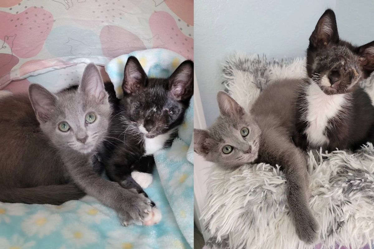 Blind Kitten Immediately Clings to a Gray Cat When They First Meet and Won't Let Anyone Separate Them