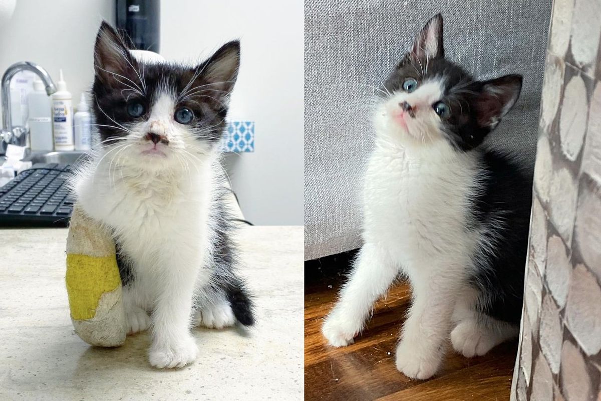 Stray Kitten Born with Club Foot Immediately Begins Running When He Gets the Help He Needs to Walk