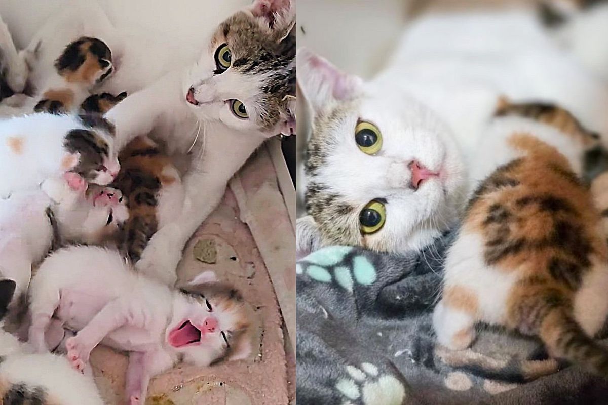 Cat Broke into a Townhome, When Family Walked in They Found Kittens on Their Guest Room Bed