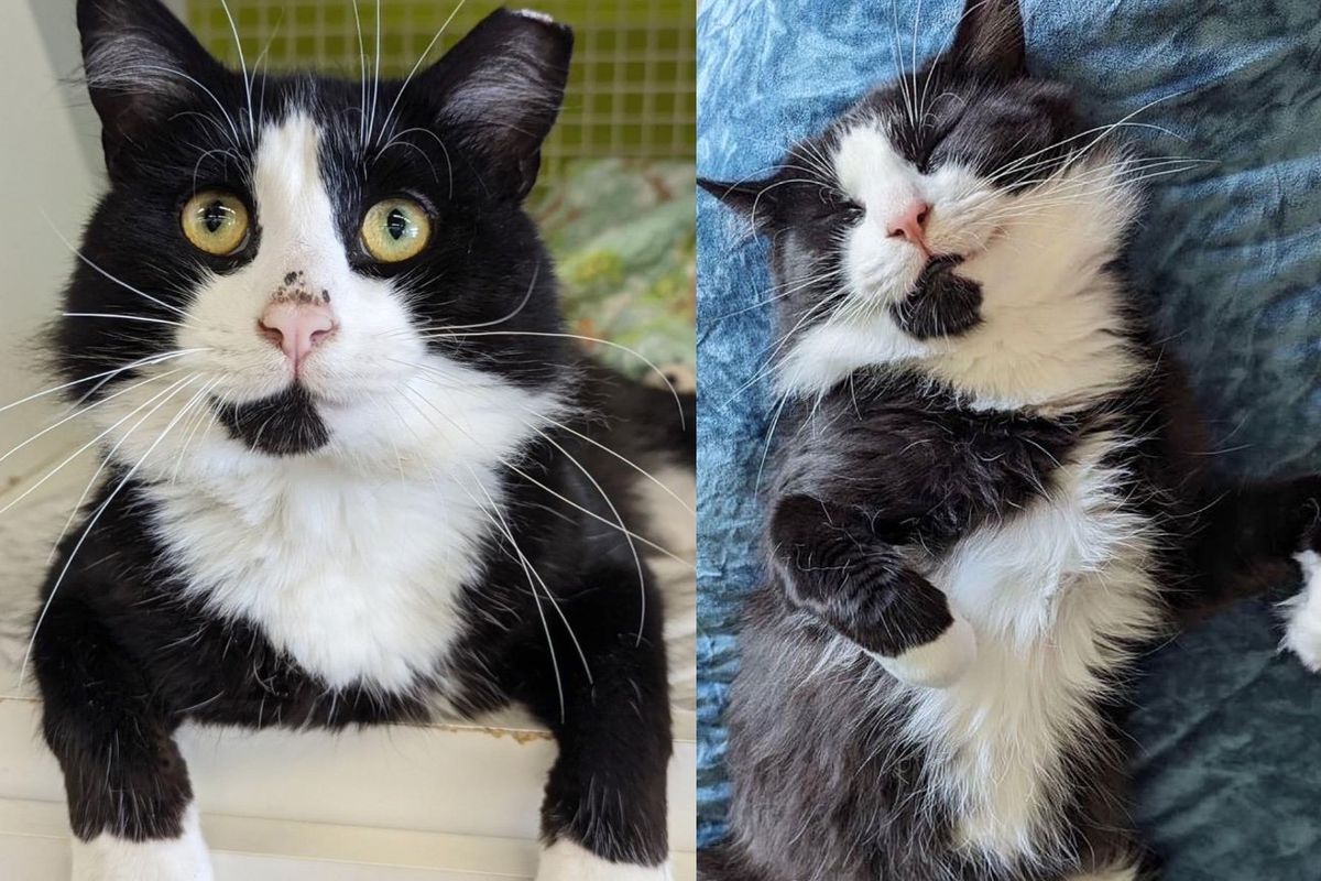 Cat Has a Change of Heart and Decides He'll Choose Cozy Life, After Living Outdoors His Entire Life