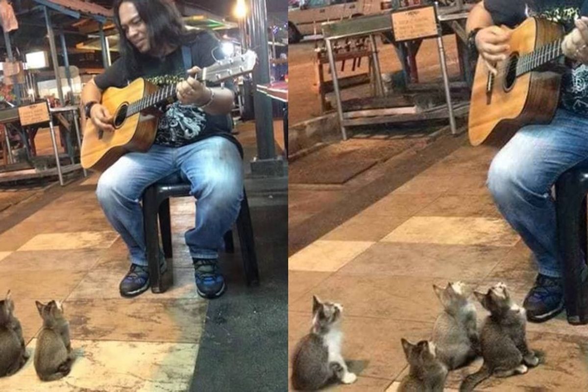 Man Serenades to 4 Kittens and Keeps Them Enthralled