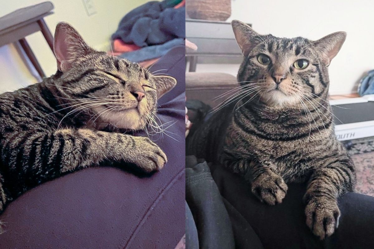 Shy Cat Falls Head Over Heels for Family Who Took a Chance on Her, Transforming Right in Front of Their Eyes