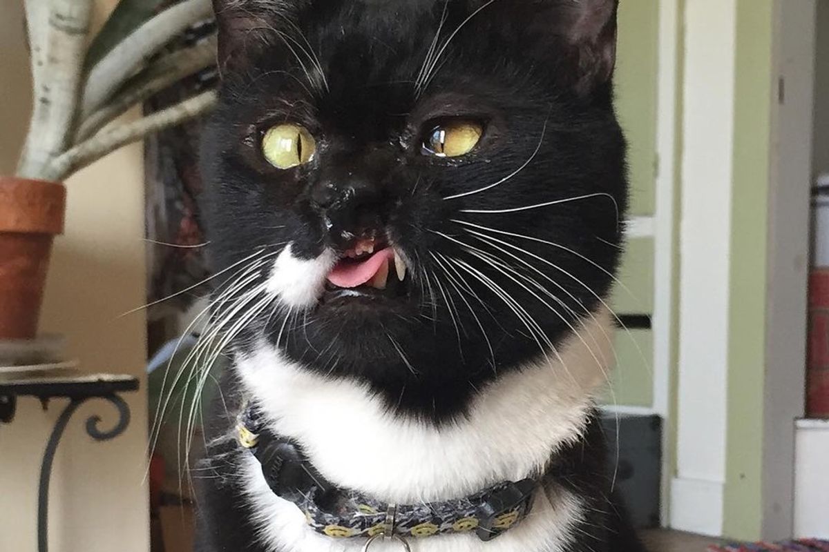 Kitty with a Quirky Face Finds Forever Human Who Adores Everything About Him