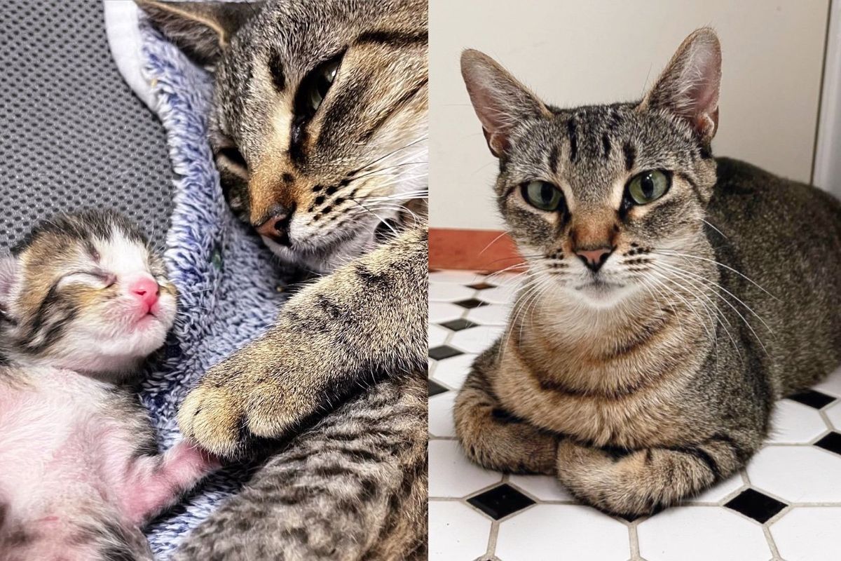 Cat Left Outside While Pregnant Fawns Over People Who Help Her, Waits Until Stormy Day to Have Kittens