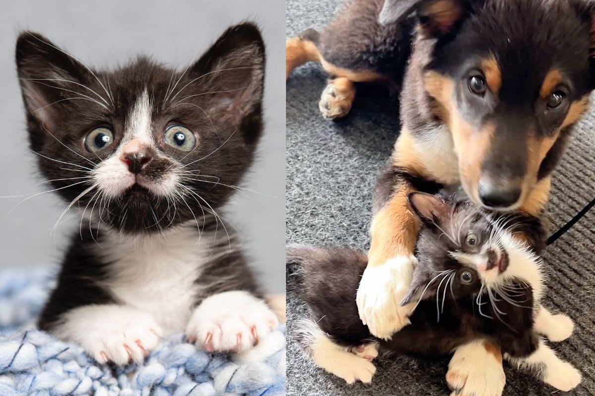 Tiny Kitten with Mighty Spirit Befriends Every Cat and Dog He Meets, Pouncing Like He's Much Bigger