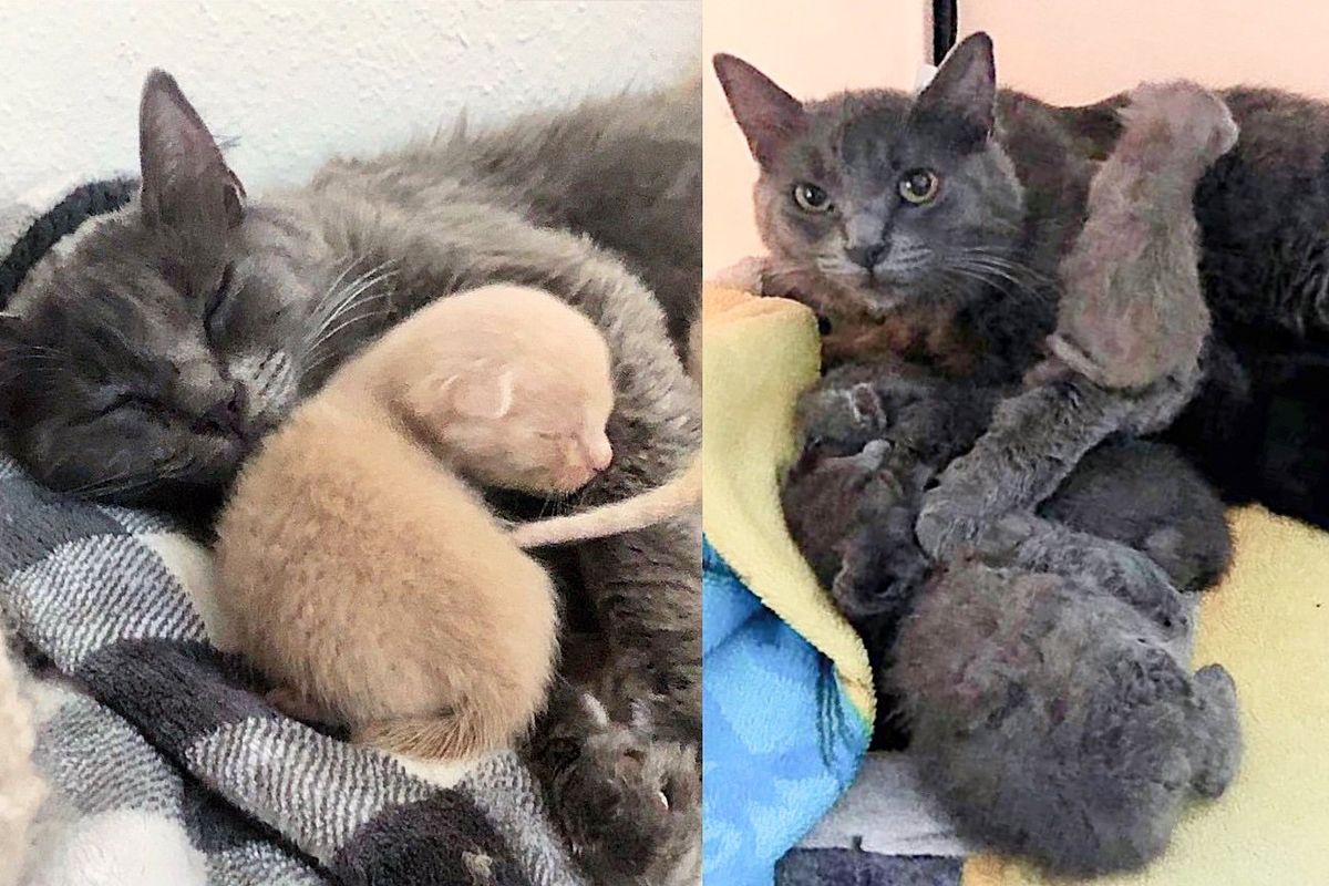 Cat Instantly Takes to Kittens Saved from Broken-down Motorhome, Making Their World Much Brighter