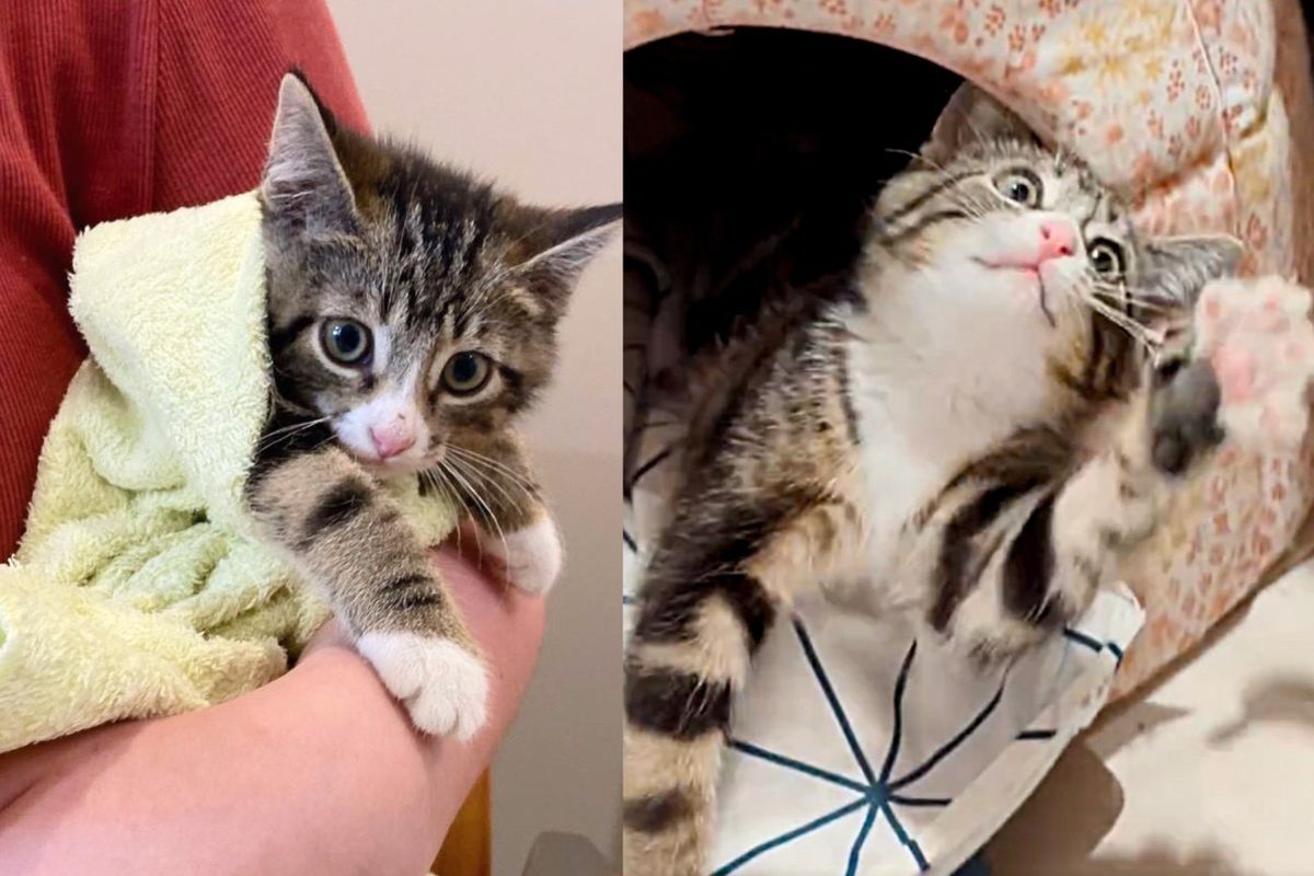 Kitten Dodging Traffic and Running Away from Everyone is Now Living Out Her Dreams