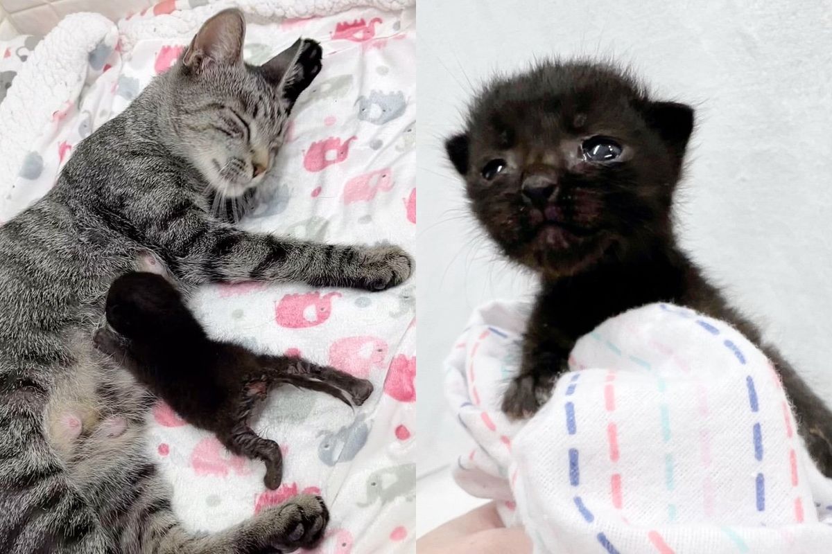 'Panther' Kitten Perks Up and Her Spirits Lifted When Cat Adopts Her After She was Spotted in Yard