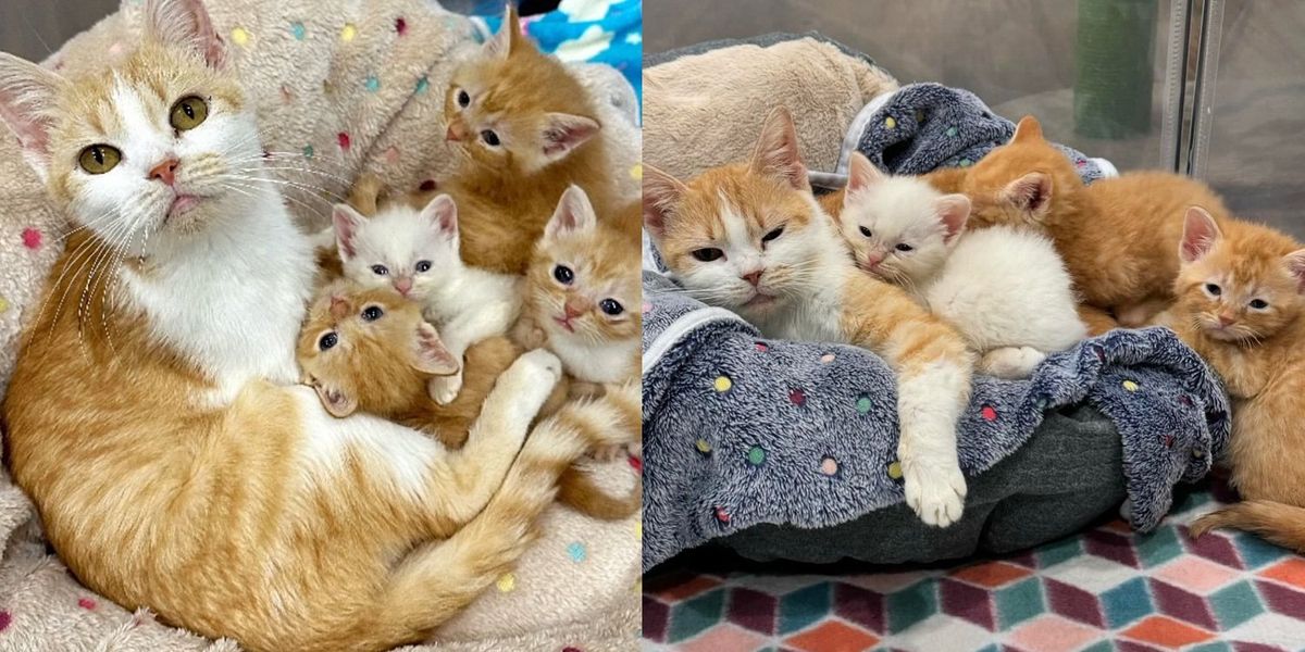 Getting Kittens Person Returned to Get Cat and Kittens Out of Shelter After a Month ...