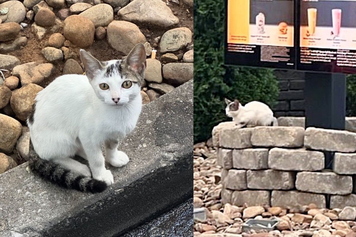 Shy Kitten Found Sitting at McDonald's Drive-thru, Once Inside, Her Demeanor Completely Changes