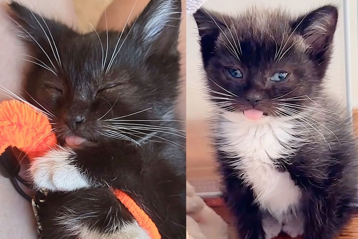 Street Kitten Hid Behind Window Bars, Hissing at Everyone, Later Realized He was Always Meant to Be Lap Cat