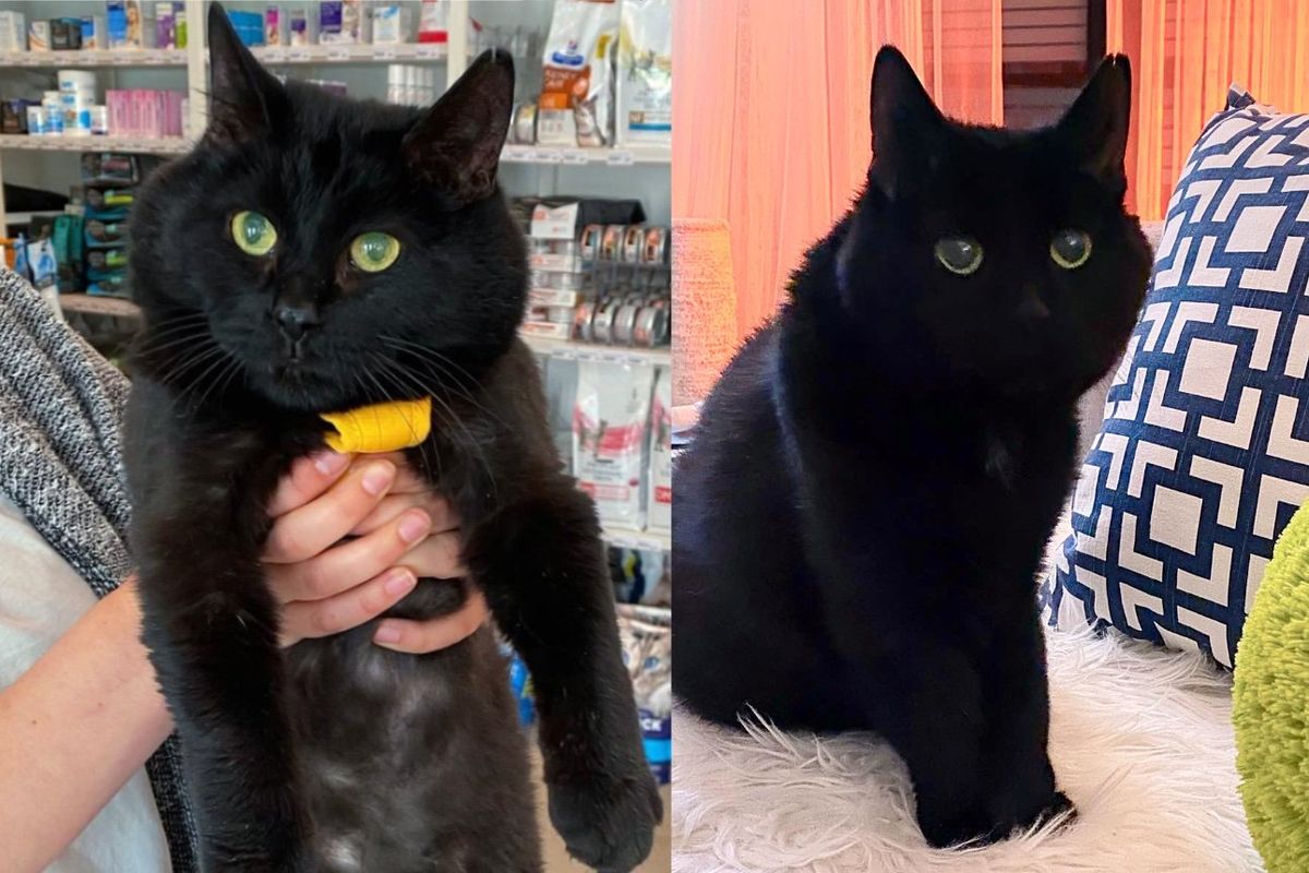 'Unwanted' Cat Clings to Vet Team that Saved Him and Thanks Them by Offering His 'Help'