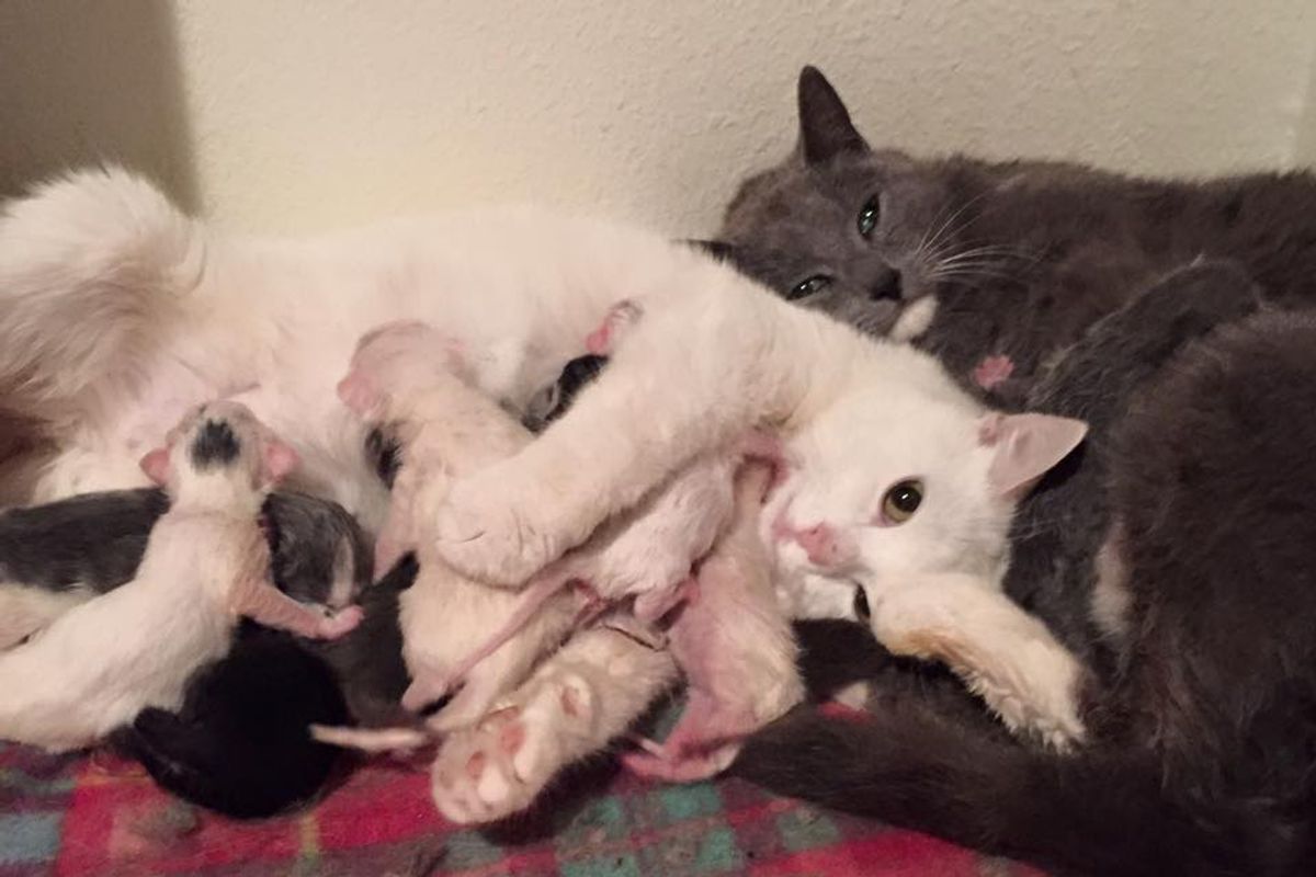 2 Rescue Cat Moms Decide to Go into Labor at the Same Time and Care for Each Other's Babies