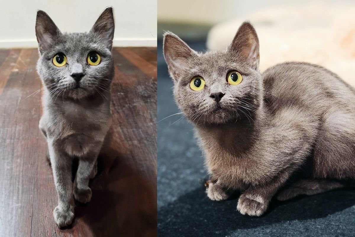 'Forgotten' Young Cat Has Transformation of a Lifetime Alongside Her Siblings, Now Giving Back in Abundance