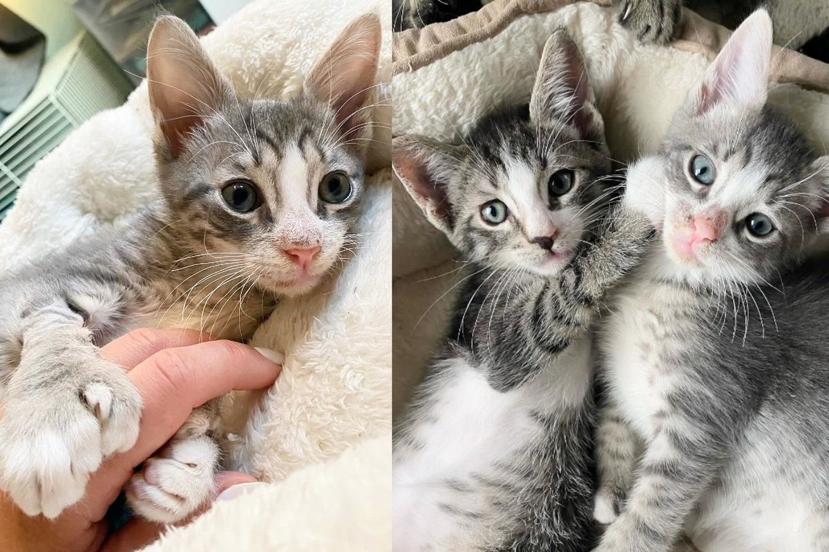 Kittens, Having Been Through Thick and Thin, Give Heartwarming Reactions to People Who Saved Their Lives
