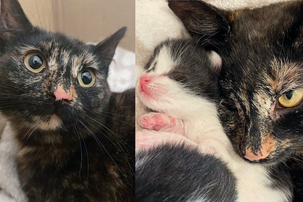 Stray Cat Comes to a Property, Wanting to Be Let in, Days Later She Has Kittens Then Adopts 5 More