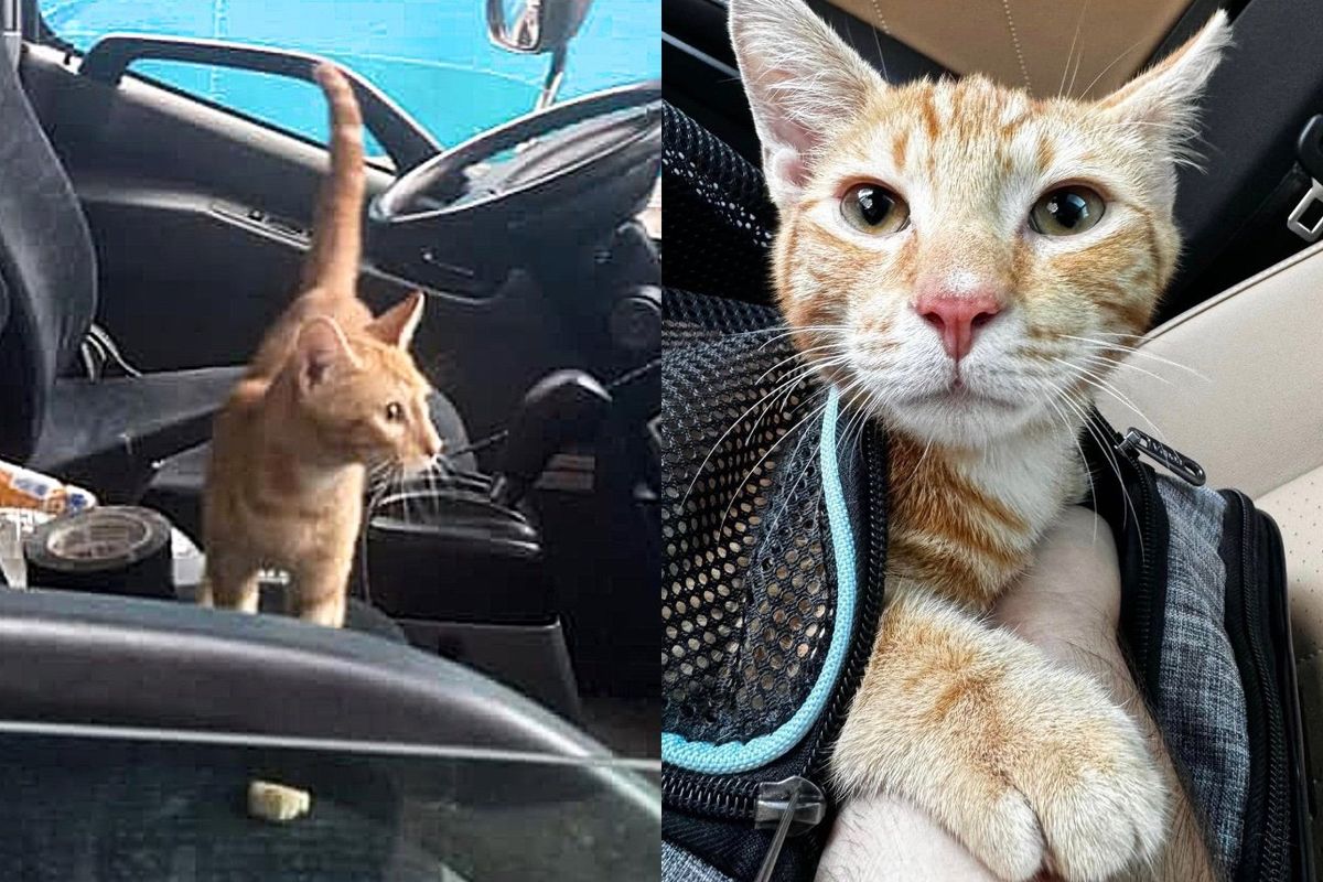 Young Cat Hopped into a Truck to 'Rescue Himself,' Turns Out He Picked the Perfect Place to do so