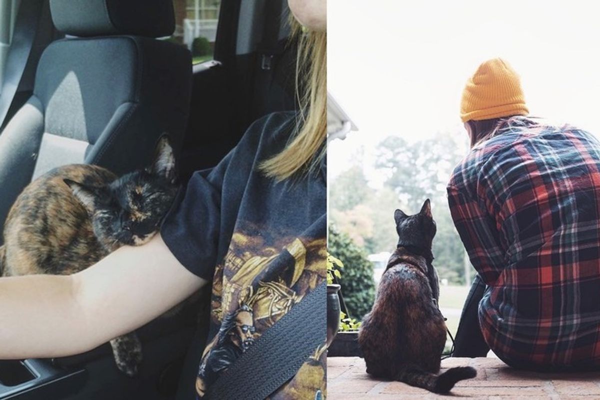 Tortie Cat Falls into the Heart of Her Rescuer and Follows Her on Different Adventures