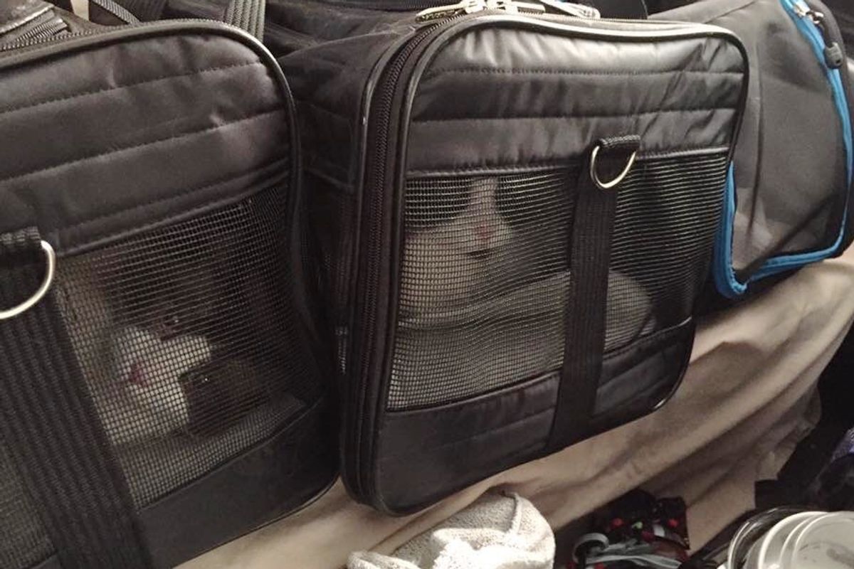Man Broke Into House to Save 3 Cats from Out of Control Wildfire in Fort McMurray