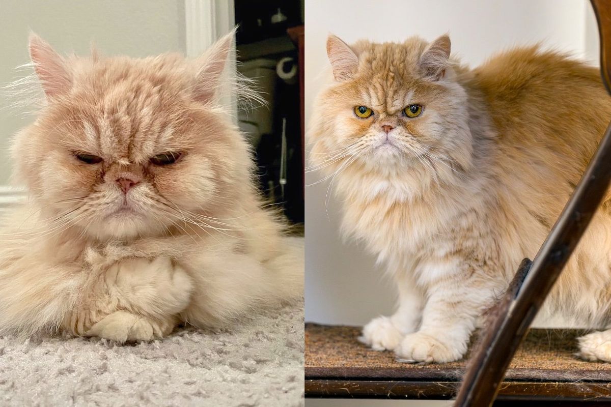 Cat Hoped for a Home for Months Until Someone Looked Past His 'Grumpy Old Man' Face and Took a Chance on Him