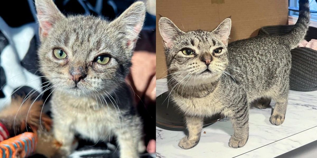 Cat Realize Young Cat with an Old Soul Grows Slower Than Others, They Realize She's ...