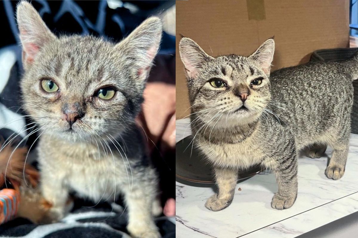 Young Cat with an Old Soul Grows Slower Than Others, They Realize She's a 'Forever Kitten'