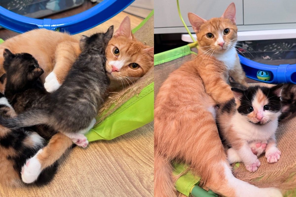 Cat Chirps with Renewed Hope to Her Kittens When Someone Takes Them Out of Shelter, Promising Them Good Life