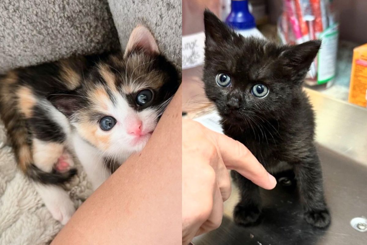 Kind Person Thinks She'll Babysit Kitten for a Few Days But Her Other Rescued Cat Has a Different Idea