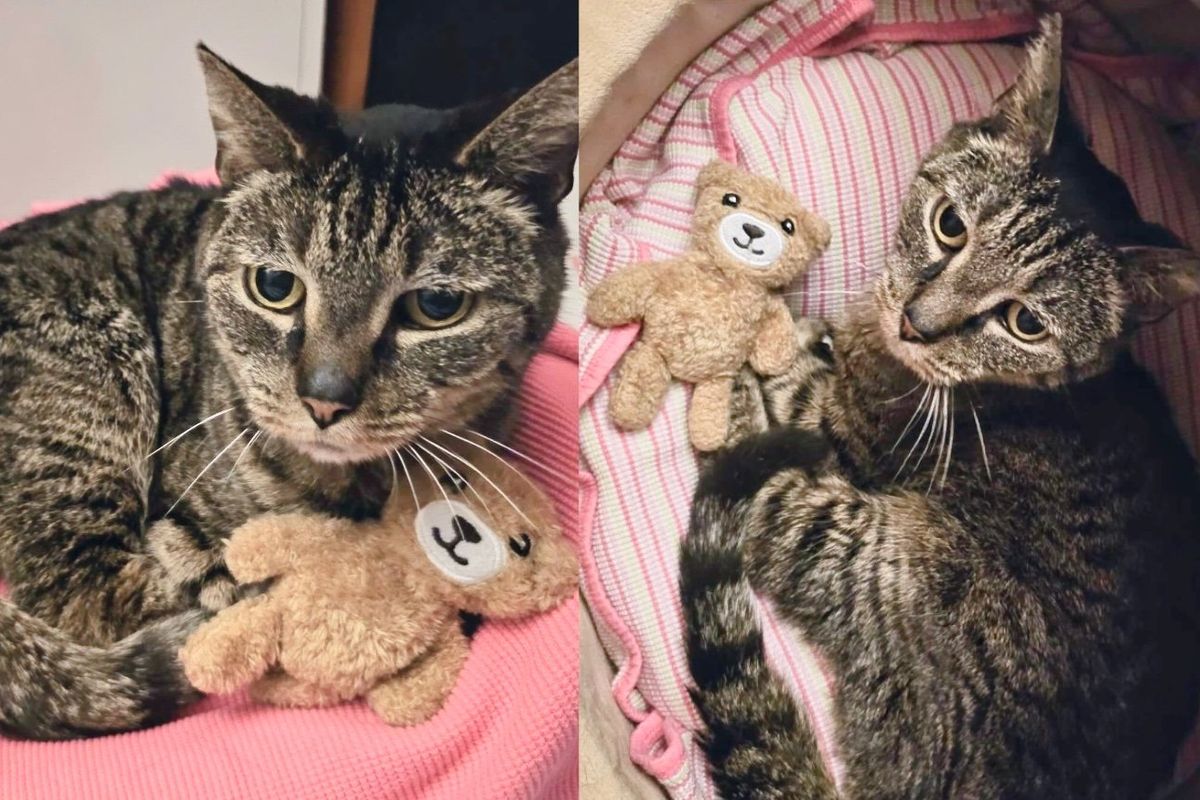 Cat Stumbled into a Yard and was 'More than Sweet', Now Takes Trusty Teddy with Her Everywhere