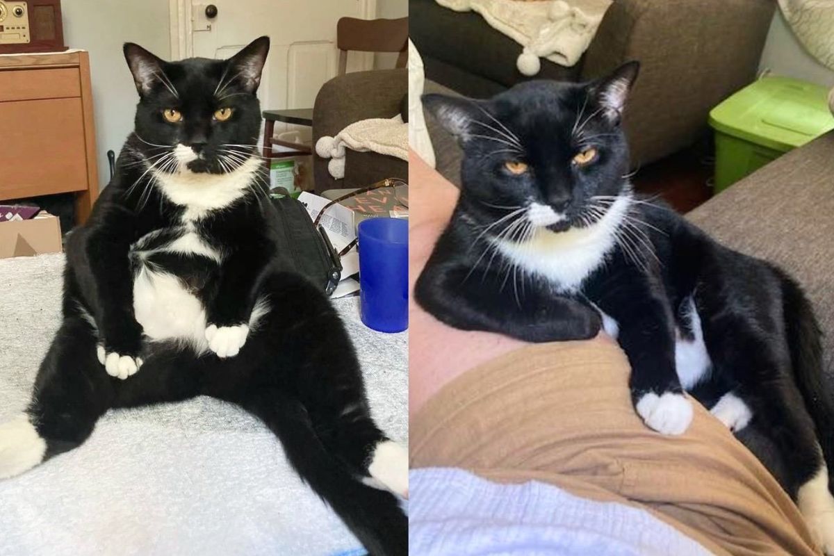 Cat Left in Carrier Starts Acting Like a Little 'Businessman' When Someone Steps Up to Help Him