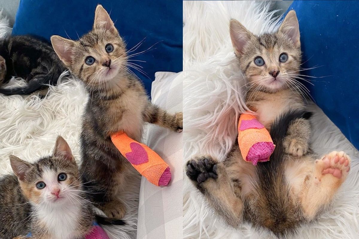 Young Cat, Thrilled to Have Her Paw Fixed, Runs Around and Encourages Other Kittens to Join in the Fun