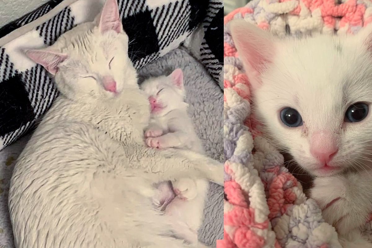 They Come to an Animal Shelter for a Kitten but Know They Have to Take His Mother Cat with Them too