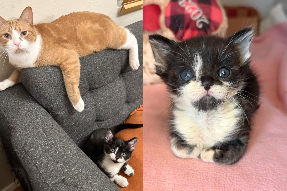 Kitten Came to Shelter, Needing More Help Than Others, Then She Met 11-year-old Cat Who Showed Her the Ropes