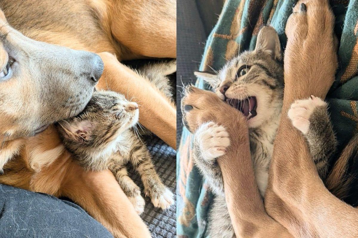 Kitten Steals the Heart of a Timid Puppy Who Finally Brightens Up as He Seeks Comfort from the Cat