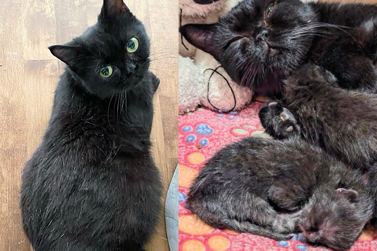 People Bring a Stray Cat to Safety Only to Discover They Have Also Saved 4 Tiny Kittens