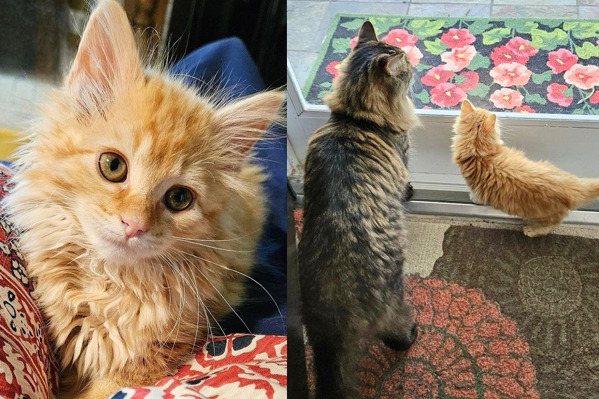 Kitten Comes from Under a Deck, Determined to Convince a Resident Cat that They Should Be Together for Life