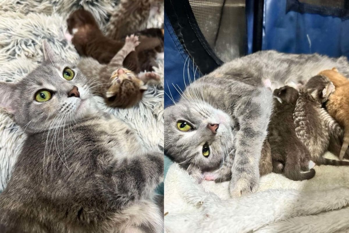 Neighbors Won't Leave Cat to Fend for Herself, Shortly After Bringing Her Inside, She Has Kittens