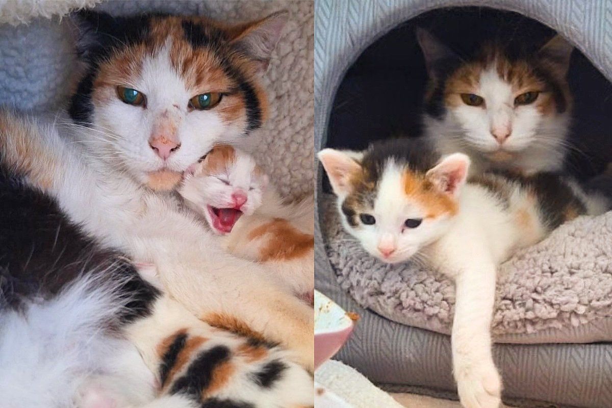 After Many Years, Cat Can Finally Move on from the Rigors of Streets with Kittens and Look for a Perfect Home