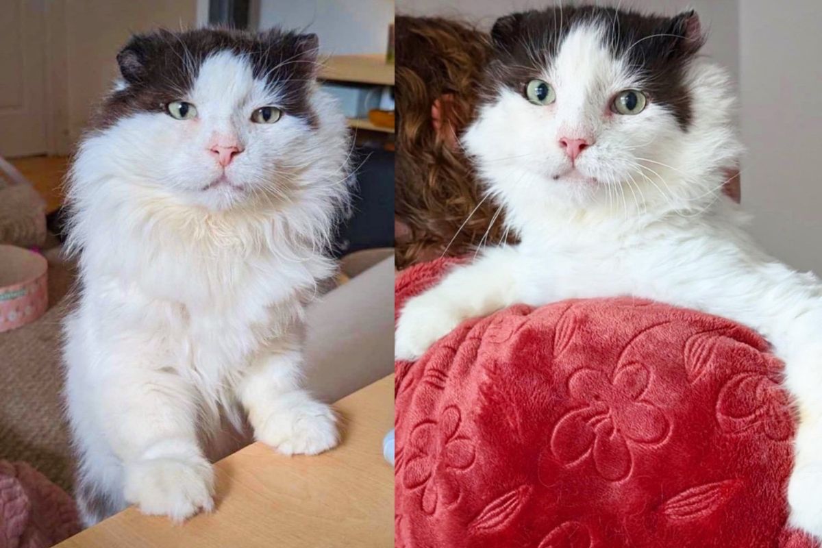 Cat Went from Living Outside, Blending into Landscape, to Running the House, Helping Other Cats and Kittens