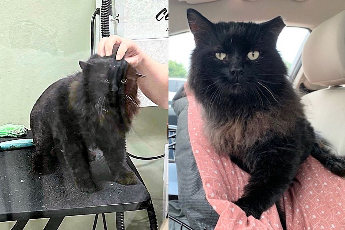 Cat Decides He is Ready to Move Inside One Day, Though Toothless, He Has So Much to Give