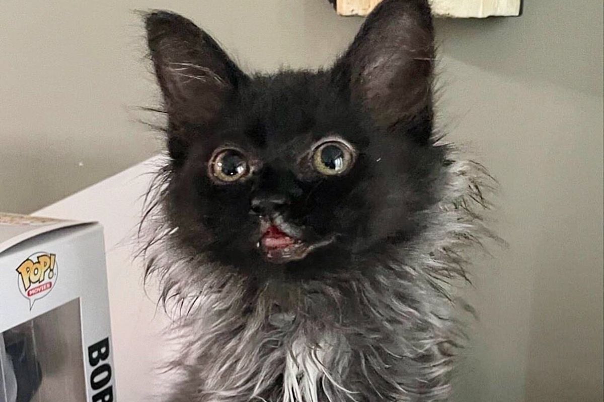 Kitten Dropped Off for Help at Days Old Now Has a Smokey Coat - the Most Smiley Cat There is