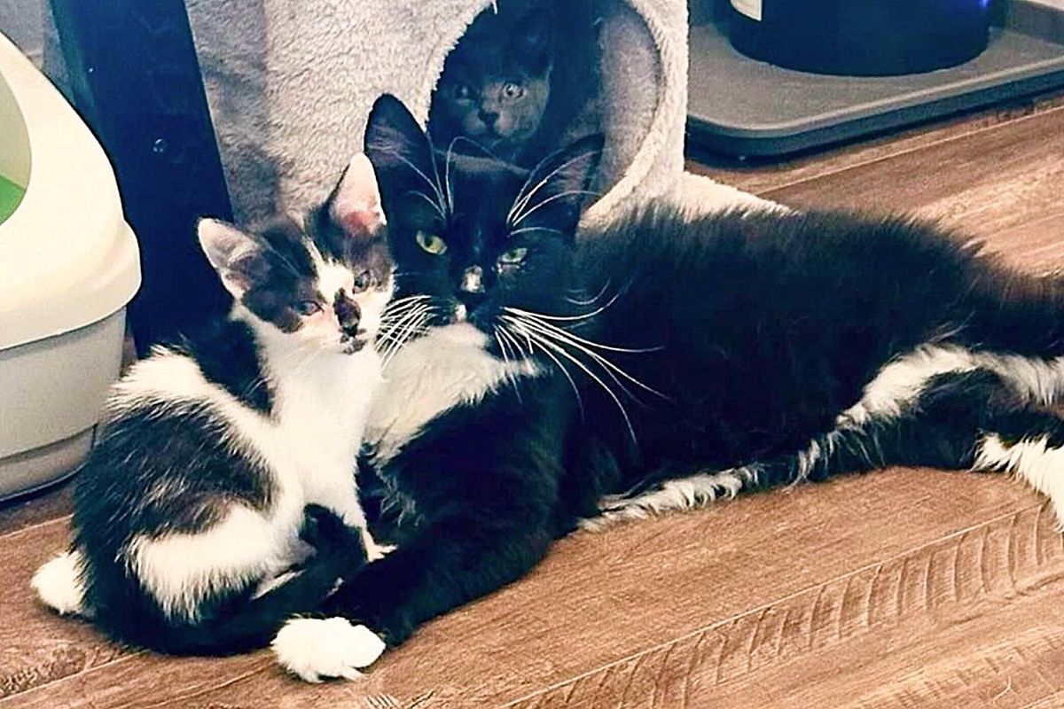 Cat Connects with Kitten Who Fills Him with Joy, Family Meets Them and Knows They Can't Be Separated
