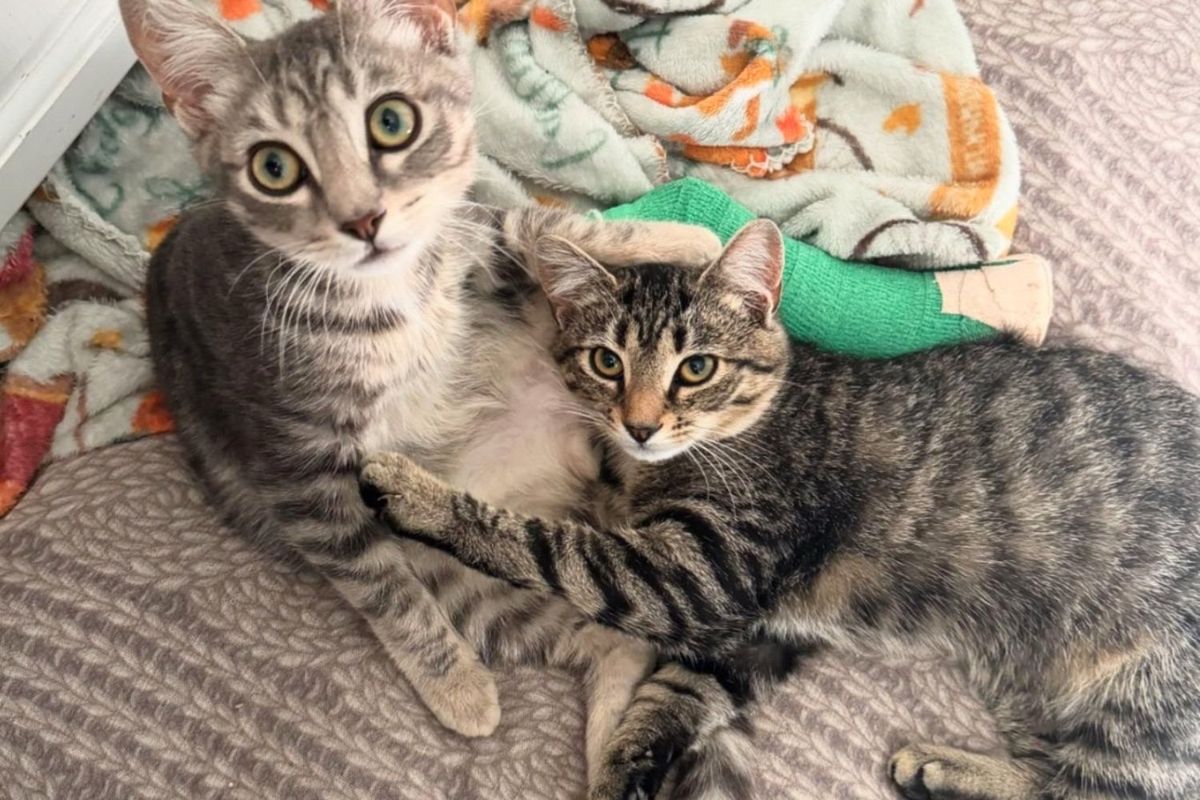 People Rush to Save a Cat but Can't Leave His Feline Buddy Who Supports Him Every Step of the Way