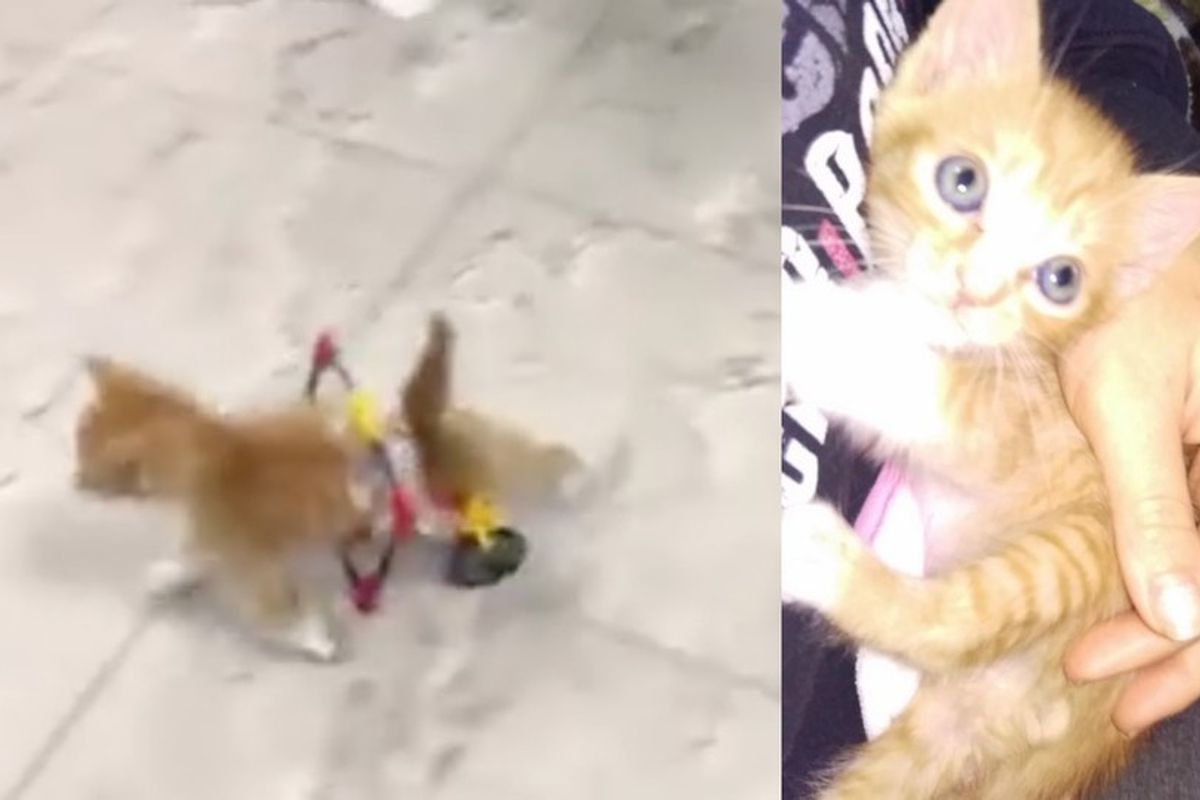 The Joy When Rescue Kitten Runs in His New Wheelchair