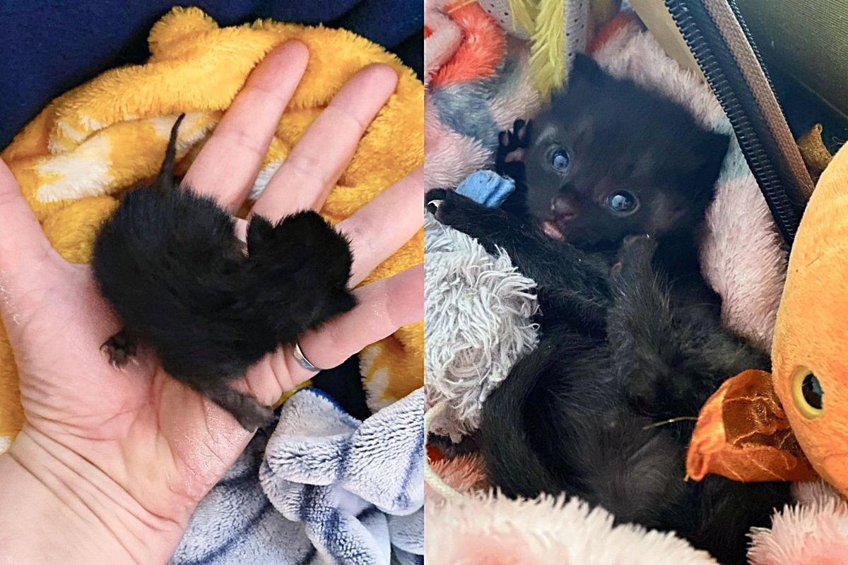 Tiny Kitten Shows the Strong Will of a House Panther, Refusing to Give Up, When She's Found Outside