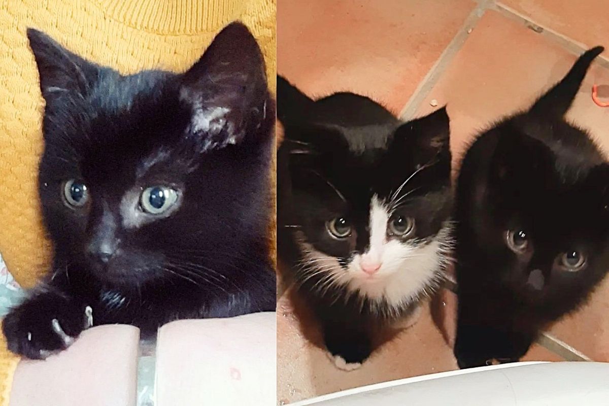 Man Rescued Kittens at an Industrial Site, One of Them Became Obsessed with His Cat
