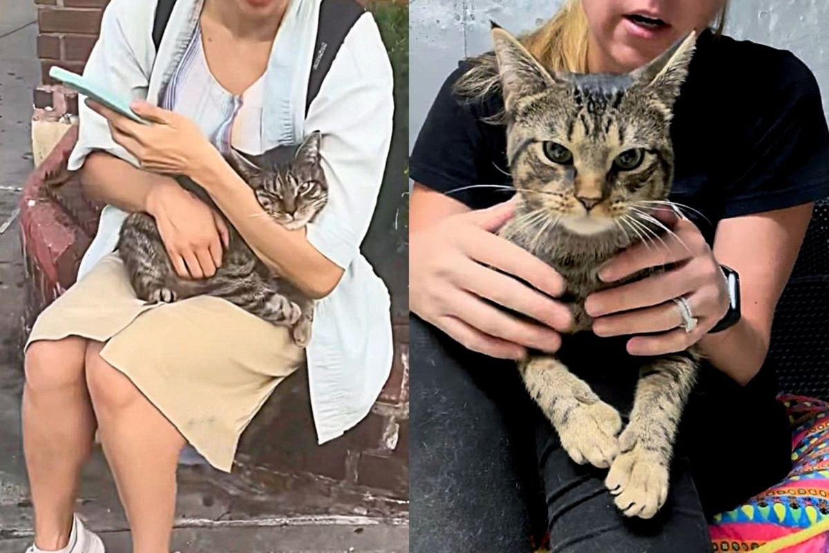 Cat Hiding on the Stairs of Subway Station Turns into a Total Lap Cat within Days